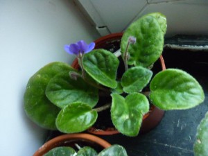 2-е фиолетовые фиалки Одинцовский район ; - P1180114.JPG