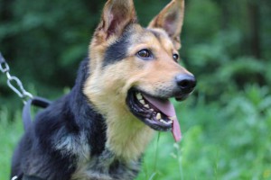 Москва и МО Метис Немецкой Овчарки в добрые руки  - 2.jpg