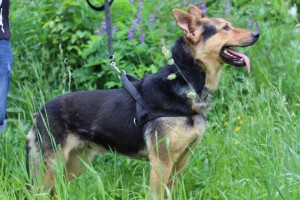 Москва и МО Метис Немецкой Овчарки в добрые руки  - 3.jpg