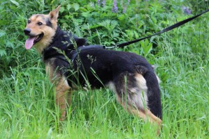 Москва и МО Метис Немецкой Овчарки в добрые руки  - 5.jpg