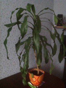 Отдам драцену большую - image.jpg