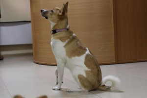 Москва и МО Эксклюзив большого города - собачка Адея - 2.jpg