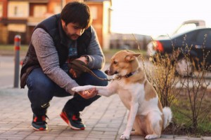 Москва и МО Эксклюзив большого города - собачка Адея - 3.jpg