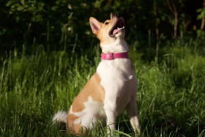 Москва и МО Эксклюзив большого города - собачка Адея - 5.jpg