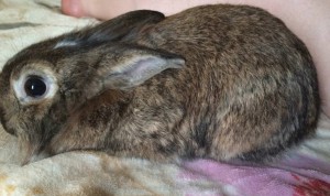 Отдам даром кролика - image.jpeg