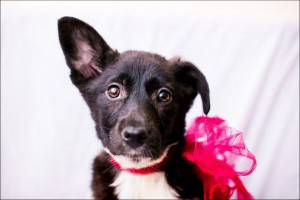 Москва и МО Ищет дом замечательная малышка по имени Моника  - 1.jpg