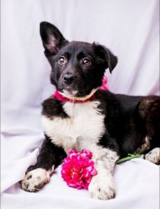 Москва и МО Ищет дом замечательная малышка по имени Моника  - 3.jpg