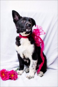 Москва и МО Ищет дом замечательная малышка по имени Моника  - 4.jpg