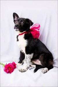 Москва и МО Ищет дом замечательная малышка по имени Моника  - 5.jpg