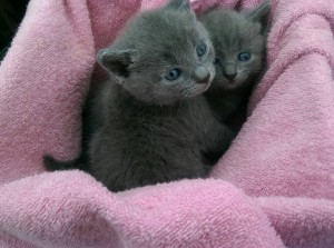 Отдам прекрасных котят - image-04-07-16-03-59-4.jpeg