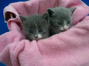 Отдам прекрасных котят - image-04-07-16-03-59-1.jpeg