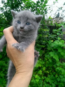 Отдам прекрасных котят - image-04-07-16-03-59-3.jpeg