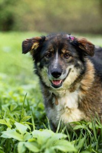 Москва и МО Микки из Дубовой рощи ищет дом  - 1.jpg