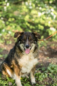 Москва и МО Микки из Дубовой рощи ищет дом  - 3.jpg