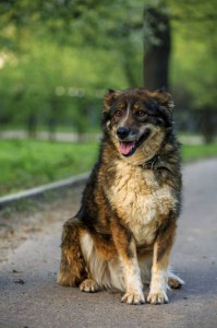 Москва и МО Микки из Дубовой рощи ищет дом  - 4.jpg