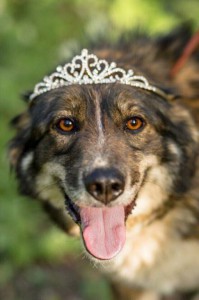 Москва и МО Микки из Дубовой рощи ищет дом  - 5.jpg