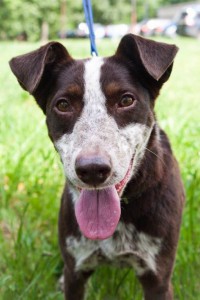 Москва и МО Маня - метис курцхара среднего возраста - 1.jpg