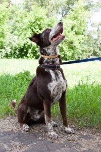 Москва и МО Маня - метис курцхара среднего возраста - 3.jpg