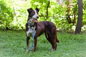 Москва и МО Маня - метис курцхара среднего возраста - 4.jpg