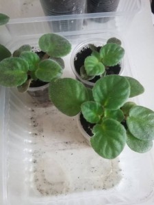 фиалки и ростки фуксии - f6b297868d3c4f590ba751476e8005ec.jpg