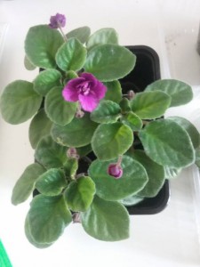 фиалки и ростки фуксии - 728f0582646040d44723224f3b953145.jpg