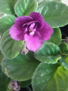 фиалки и ростки фуксии - f940ee8682356630ef8354472f2dea17.jpg