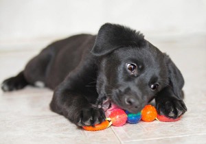 Щенки в добрые руки - image.jpg