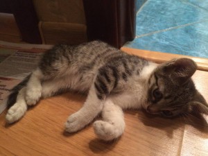 Найдены котята, ищут дом  - image.jpeg