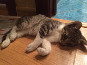 Найдены котята, ищут дом  - image.jpeg