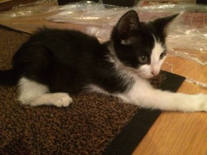 Найдены котята, ищут дом  - image.jpeg