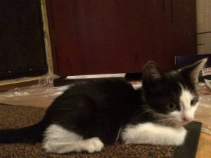 Найдены котята, ищут дом  - image.jpeg