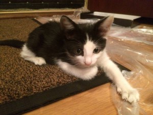 Найдены котята, ищут дом  - image.jpeg