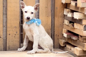 Щенок Шэдоу в любящий дом - 13524495_806772946124166_5053459758982019939_n.jpg