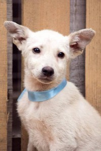 Щенок Шэдоу в любящий дом - 13557775_806772969457497_6494782228422234941_n.jpg