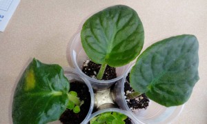 Это листики фиалки октавия, есть 1 с детками, и 2 листа с наклюнувшимися, детками