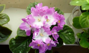 Так октавия цветет