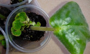 Это лист с детками белой фиалки