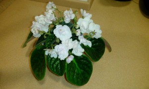 Так цветет белая фиалка