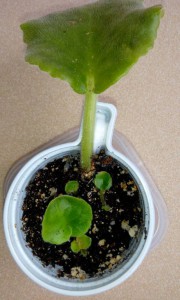 Еще есть лист с детками рс-призрак