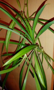 Отдам даром черенки хатиора, листик фиалки октавия с детками, есть хлорофитум детки - 1468163634673.jpg