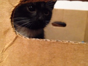 Котята 2,5 мес. - -DgNGF2-TkY.jpg