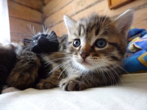 Котята 2,5 мес. - G_DYo57v6sM.jpg