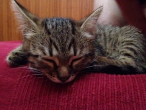 Котята 2,5 мес. - QnYa9Jti-zU.jpg