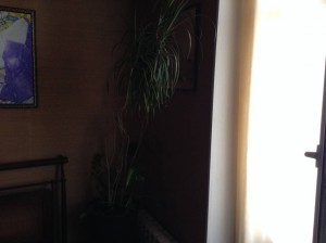 Отдам большую драцену 1,7м в горшке - image.jpeg