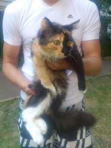 Отдадим на передержку ласковую кошку за вознаграждение - DSC_3225.jpg