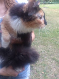 Отдадим на передержку ласковую кошку за вознаграждение - DSC_3236.jpg