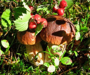 Ягодно-грибной сезон  - гриб.jpg