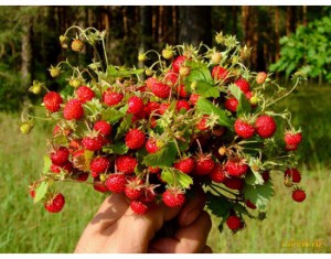 Ягодно-грибной сезон  - землян.jpg