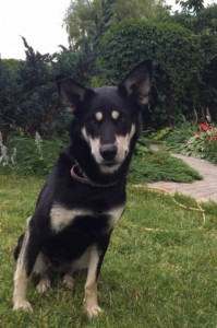 Москва и МО Наша Лора в поисках дома  - 2.jpg