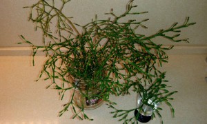 Отдам даром черенки хатиора, листик фиалки октавия с детками, есть хлорофитум детки - IMG_20160720_084225.jpg